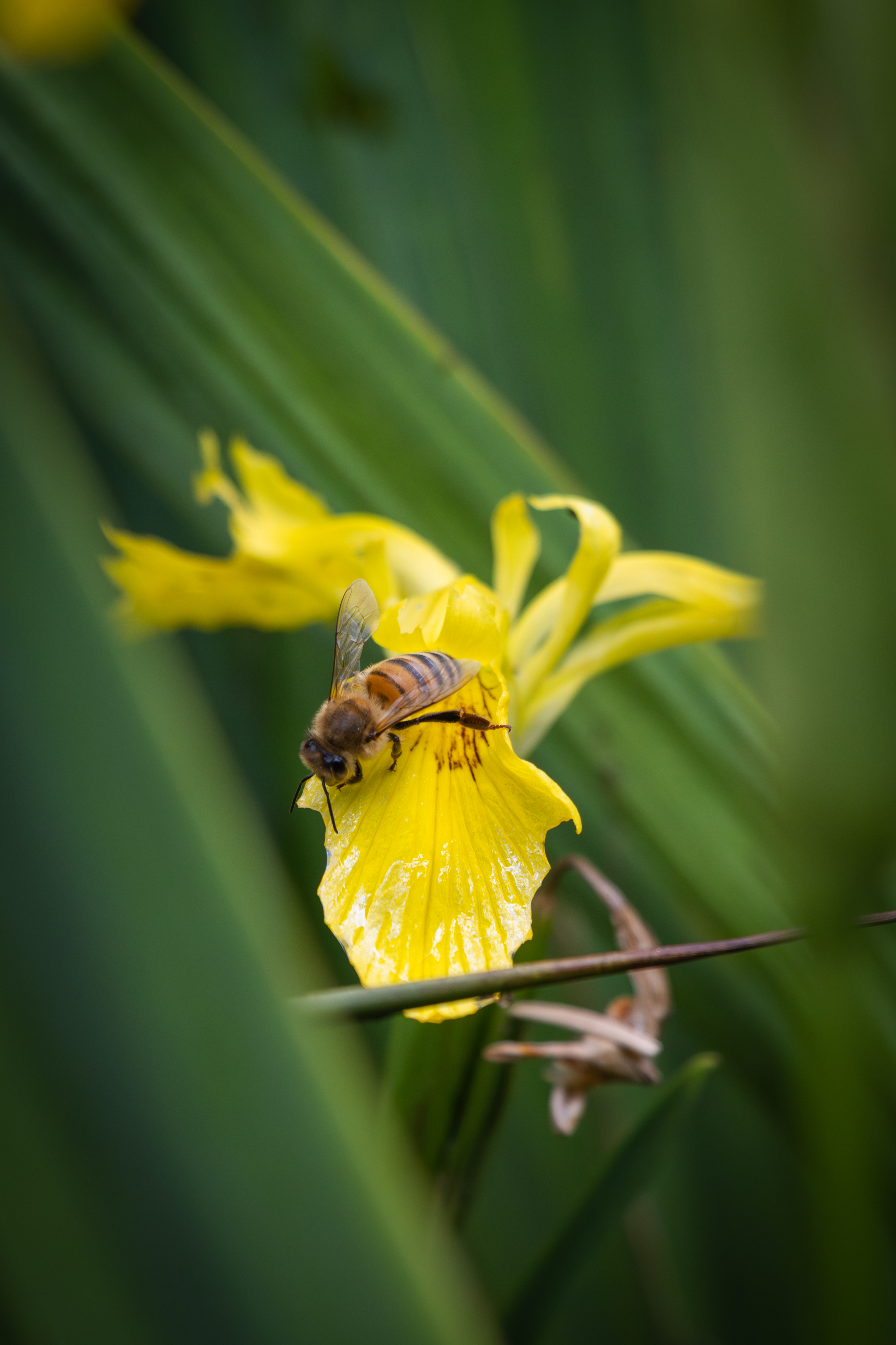 Abeille